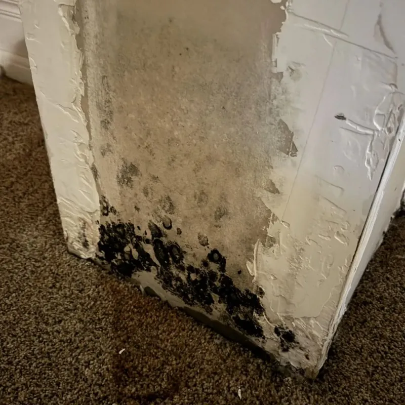 Professional Mold Removal in Oakland, ME